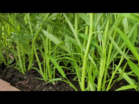 Video Thu Họach Rau Muống Đầu Mùa Tươi Ngon Thấy Mê - Trồng... - youtube