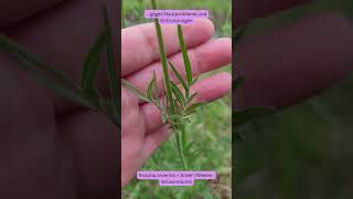 Knautia arvensis = Acker Wiesen Witwenblume -  Haut Probleme + Sommersalat