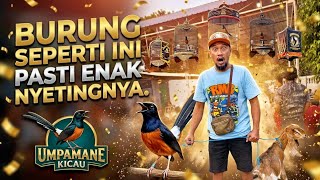 COBA SAJA NAIK KELAS‼️PASTI LEBIH SETABIL LAGI