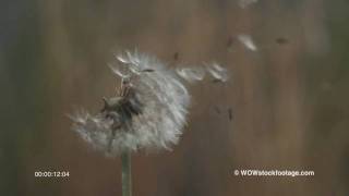 Slow motion dandelion in wind SF0940