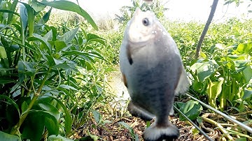 câu cá chim (đen )cá thiên nhiên cá dảnh rô phi mè vinh dính thấy mê luôn