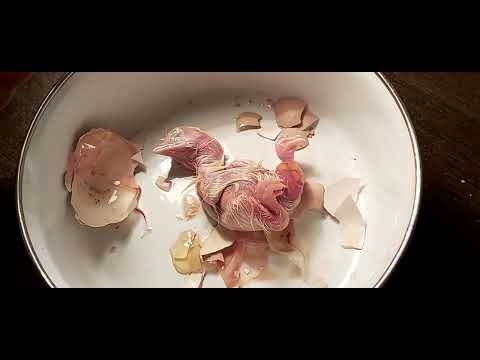 რა არის ქათმის კვერცხში?