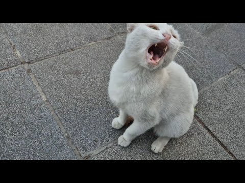 Angry White Cat is having a tantrum today.