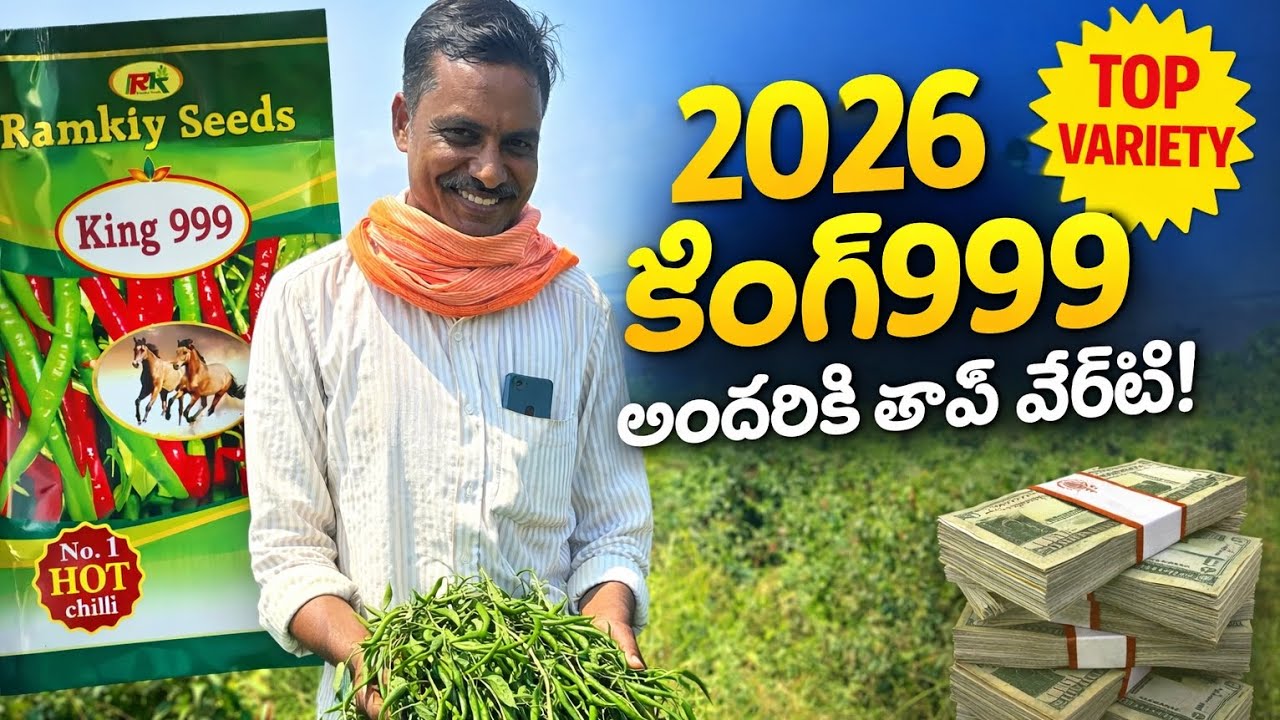 2026 Top Chilli Variety | Ramkiy King 999 మిర్చి – రైతులకు భారీ లాభం!
