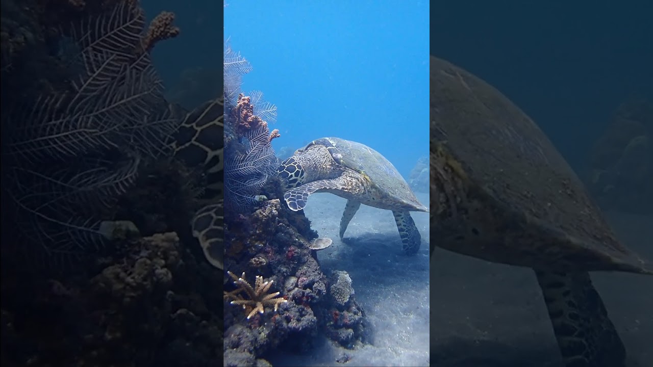 ウミガメにも出逢えたバリ島くらげ村のシュノーケリングツアー