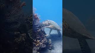 バリ島カメの壁掛け30年物 ウミガメにも出逢えたバリ島くらげ村のシュノーケリングツアー