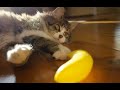 Funny Cat Reaction! (Kitty sees a banana for the first time)