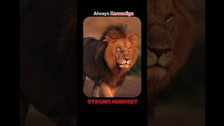 #mindset #lion #hit #kannada #mrbeast #trending #viralreels #aiedits #viralreels #trendingreels