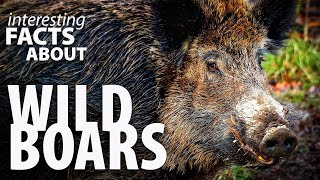 Interesting Facts about Wild Boars