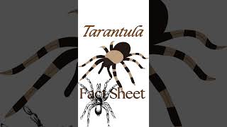 Reading : Tarantula Fact sheet : IB curriculum: #pyp #education screenshot 5