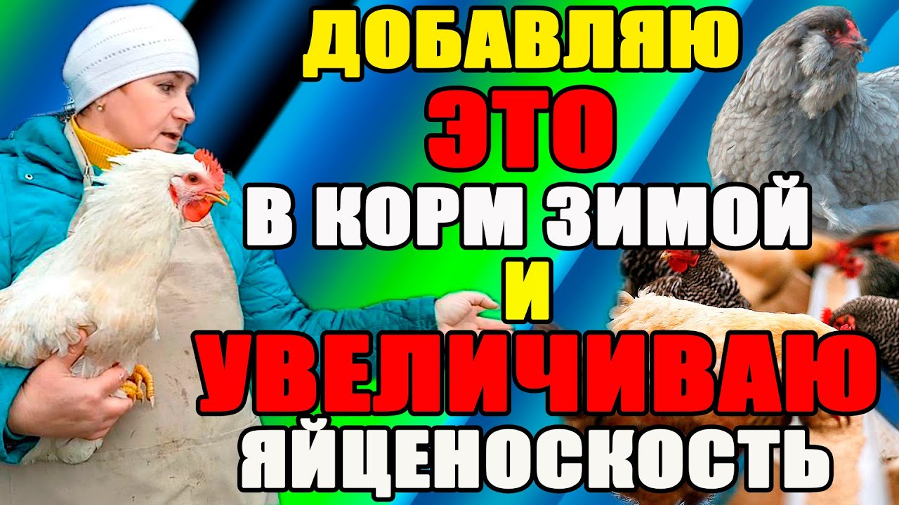 Добавляю в корм ЭТО зимой и УВЕЛИЧИВАЮ яйценоскость.