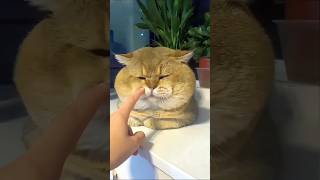 Funny Cats 😹 Episode 482 #Shorts