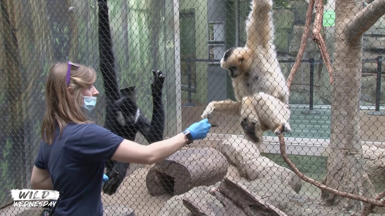 ZOO VIDEOS