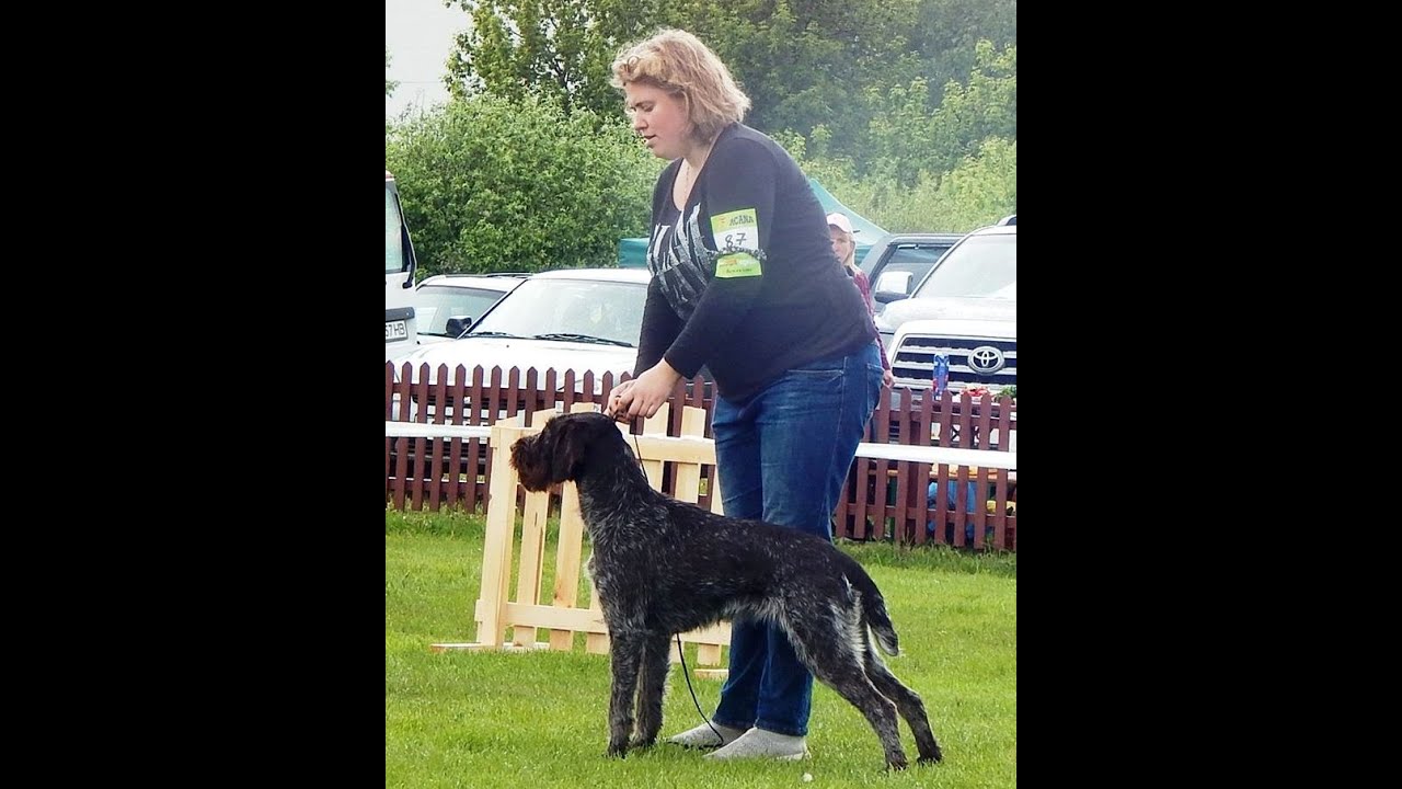 Кубок Охотника 2019год, Киев.