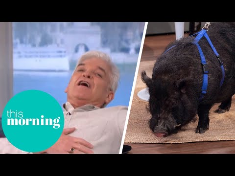 Psychic Pig Predicts When Winter Will End on Groundhog Day | This Morning