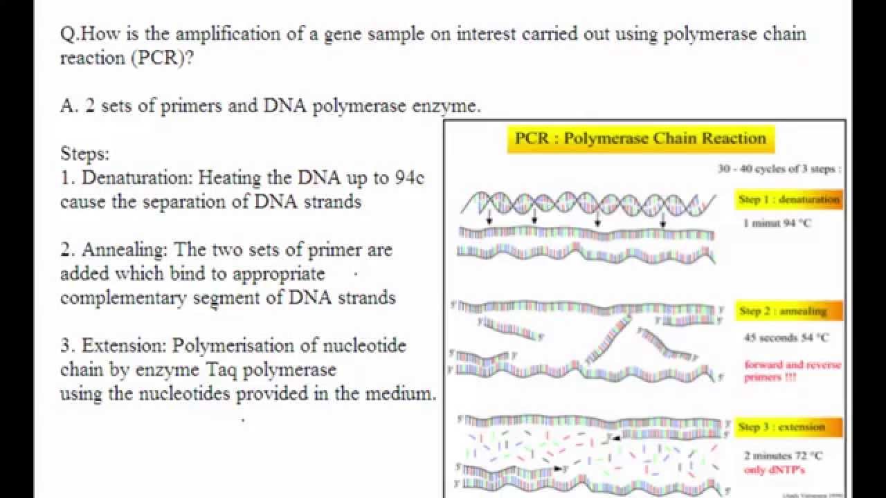 knowledge base CBSE Board Papers Class 12 - 2012 - Biology - Question 23