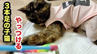 やっとおもちゃで遊び出した３本足の子猫メルちゃん