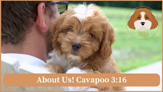 Cavapoo 3:16 Loving Cavapoo Breeder! | About Us!