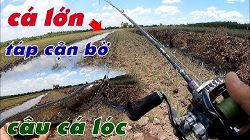 Câu Lure Cá Lóc ✅ Câu Cá Lóc Tân Phước Trưa Nắng Cá Lớn Dựa Bờ Táp Mồi | Tâm Râu Vlog #310