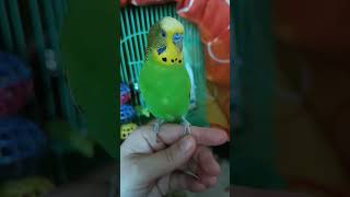 А budgie sings an old Bulgarian children's song. Зеленчуци, който не яде.