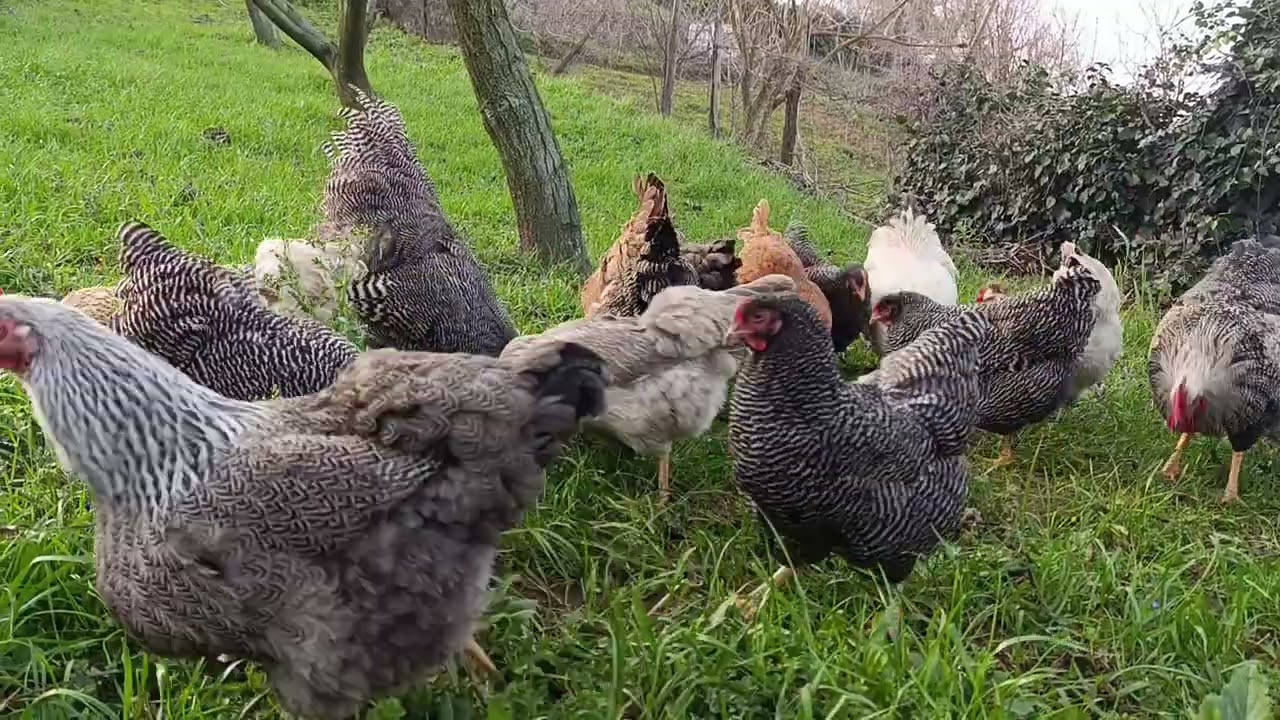 KÖY TAVUĞU ÜRETECEĞİZ