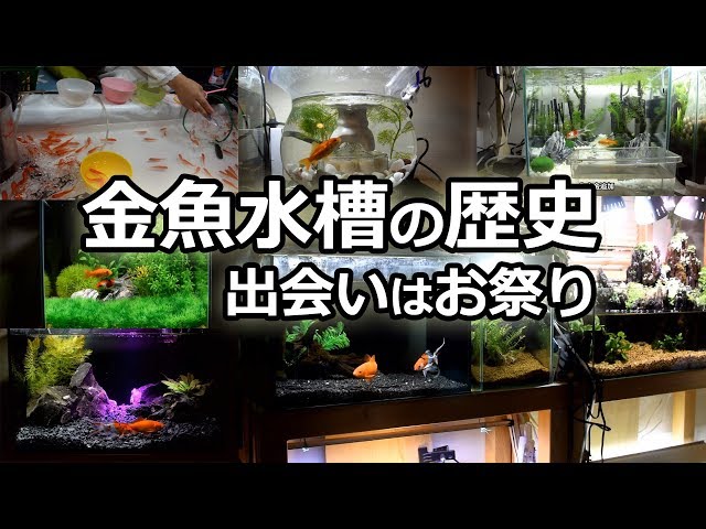 Compilation! Changes in the goldfish tank: Festival goldfish and