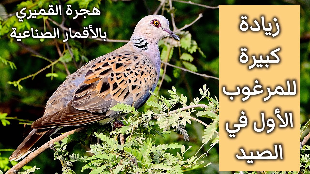 زيادة كبيرة للمرغوب الأول في الصيد ونتائج فريدة عن هجرة طيور القمري كشفتها متابعته بالأقمار الصناعية