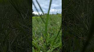 Grass valley