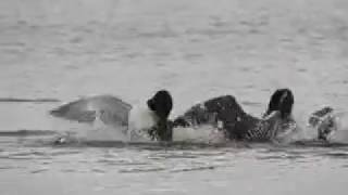 Loon fight