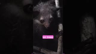 The Creepiest Primate on Earth 🐒 The Aye-Aye
