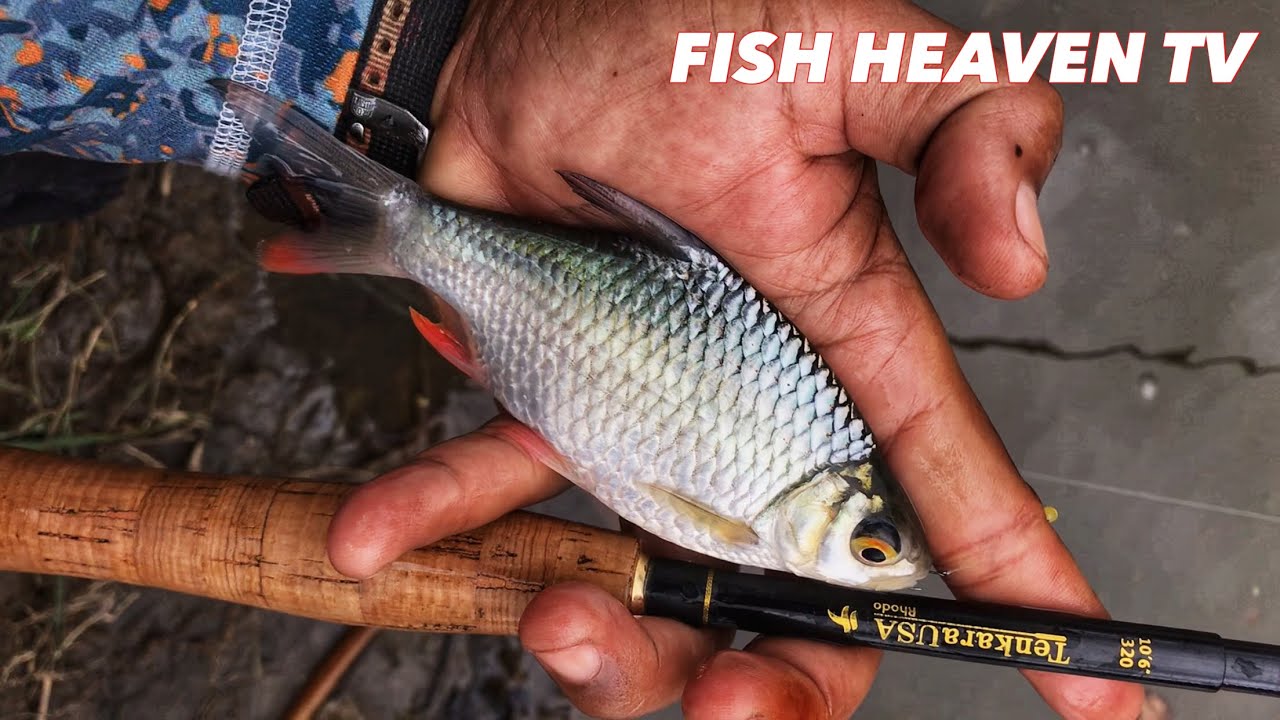 CARA MANCING DI SUNGAI BRANTAS DENGAN UMPAN RAYAP LARON RUMPUT GAJAH ‼️ TEGEK MANIA EPS. 1 ‼️ 2023