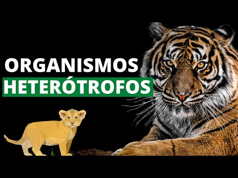 ¿Qué son los organismos heterótrofos y cuáles son sus características? (Ejemplos)🐯