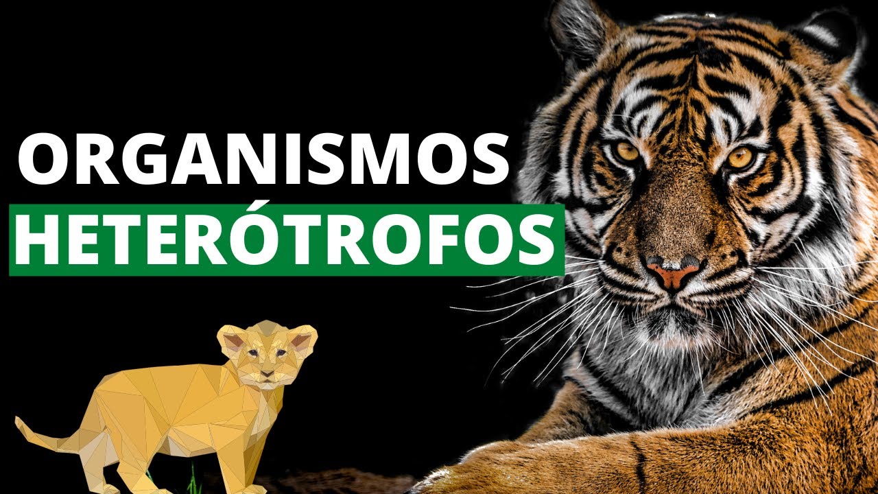 What are heterotrophic organisms and what are their characteristics?  (Examples)🐯 - thptnganamst.edu.vn