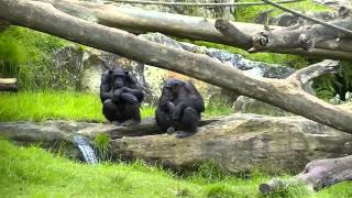 Integrated Science  The Bushmeat Crisis