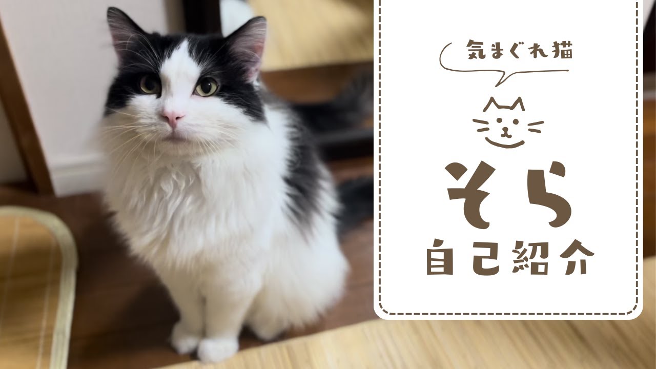 初めまして！】ハチワレ猫のそら 初めてのお引越し&新たな家族に出会う