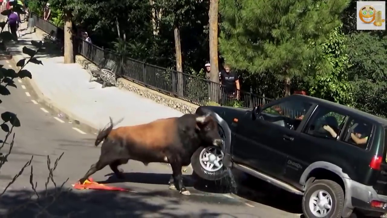 Stupid Humans vs Smart Wild Animals 7