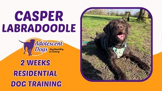 Casper the Labradoodle  2 Weeks Residential Dog Training