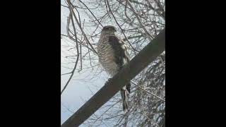 Sparrowhawk Bird Sound