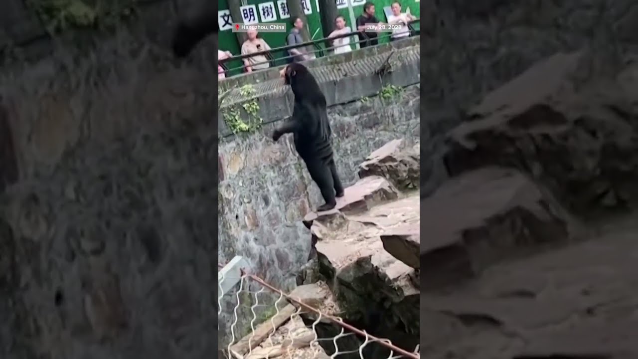 A Zoo In China Is Denying That Its Bears Are People Dressed Costumes 