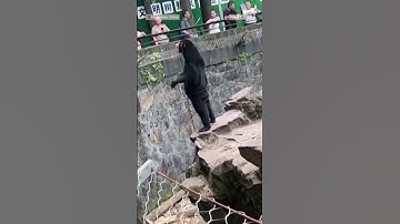 A zoo in China is denying that its bears are people dressed in costumes.