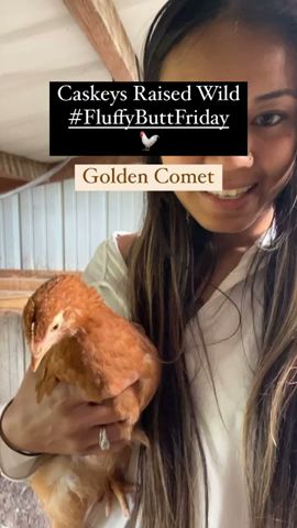 Golden Comets are excellent layers! Have you ever owned a golden comet? 🖤
