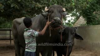 Yograj - Father of a bull worth Rs 9 crore
