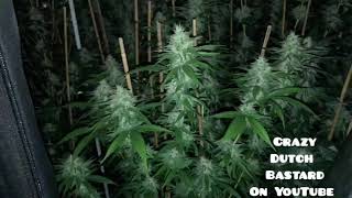 When a dutchman tries to explain a grow