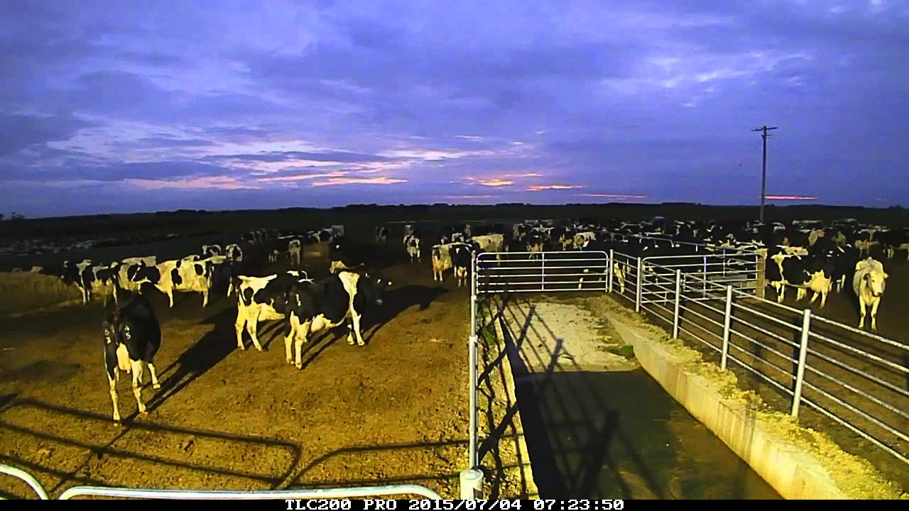 Cow behaviour analysis