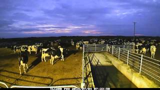 Cow behaviour analysis Video Based Identification And Classification Of Cattle Behaviours