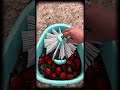 This Device Removes What Water Can't See on Fruit