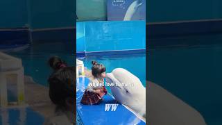 Why Beluga Whales Love Humans