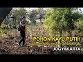 POHON MINYAK KAYU PUTIH