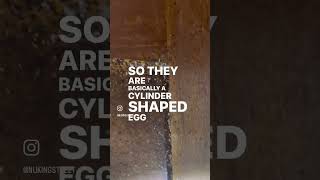 What do bed bugs eggs look like? #nukingstreet