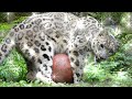 ユキヒョウ少年フク　遊び倒す奇跡の4才児にゃPart2 2021.9月 Snow Leopard Cub